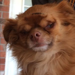 Meet your Posher, Susie